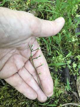 Image of Twining Screwstem