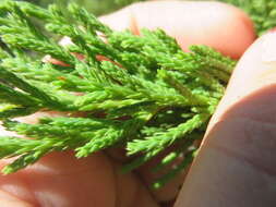 Juniperus bermudiana L. resmi