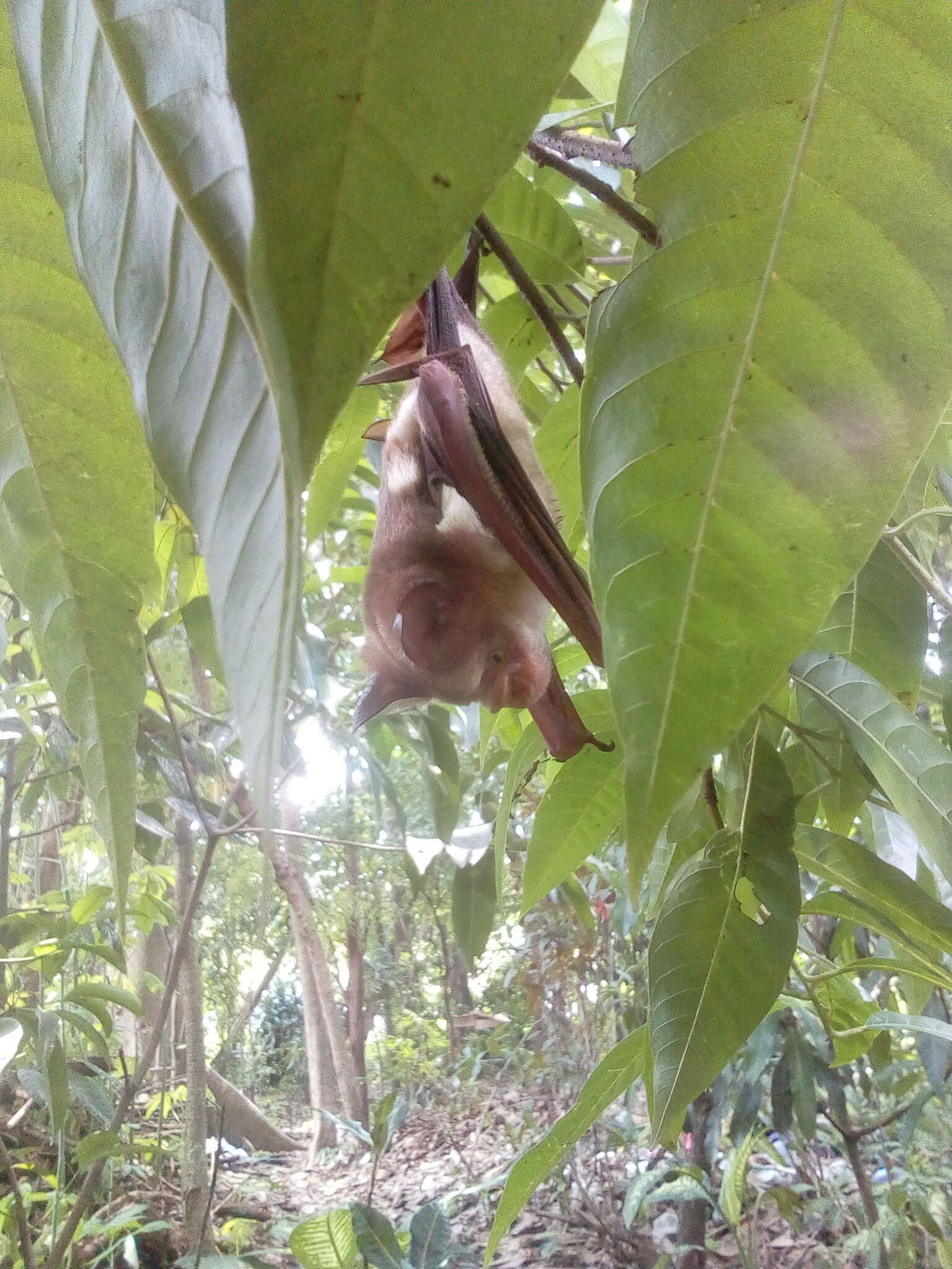 Image of Diadem Horseshoe-bat