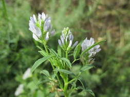 Plancia ëd Trigonella procumbens (Besser) Rchb.