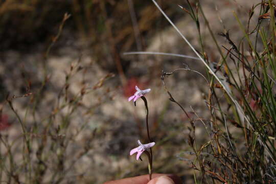 Image of Disa inflexa (Lindl.) Mundt ex Bolus