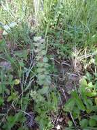 Image of Ajuga orientalis L.