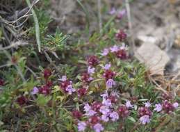 Image of Thymus littoralis Klokov & Des.-Shost.