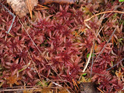 Imagem de Sphagnum angustifolium C. E. O. Jensen 1896