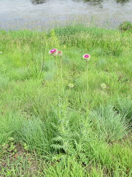 Image of Musk Thistle