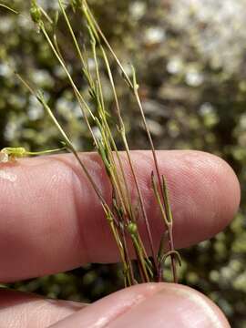 Image of Appalachian stitchwort