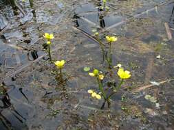 Image of yellow water buttercup