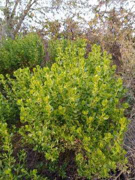 Image of Baccharis pilularis subsp. consanguinea (DC.) C. B. Wolf