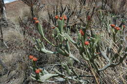 Слика од Euphorbia xylophylloides subsp. crassa (Cremers) S. Carter