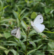 Image of Pieris dulcinea (Butler 1882)