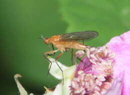 Image of Empis lutea Meigen 1804