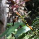Image of White-browed Hermit