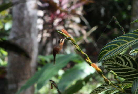 Image of White-browed Hermit