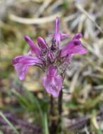 Image of pink lousewort