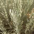Imagem de Artemisia cana subsp. cana