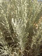 Sivun Artemisia cana subsp. cana kuva