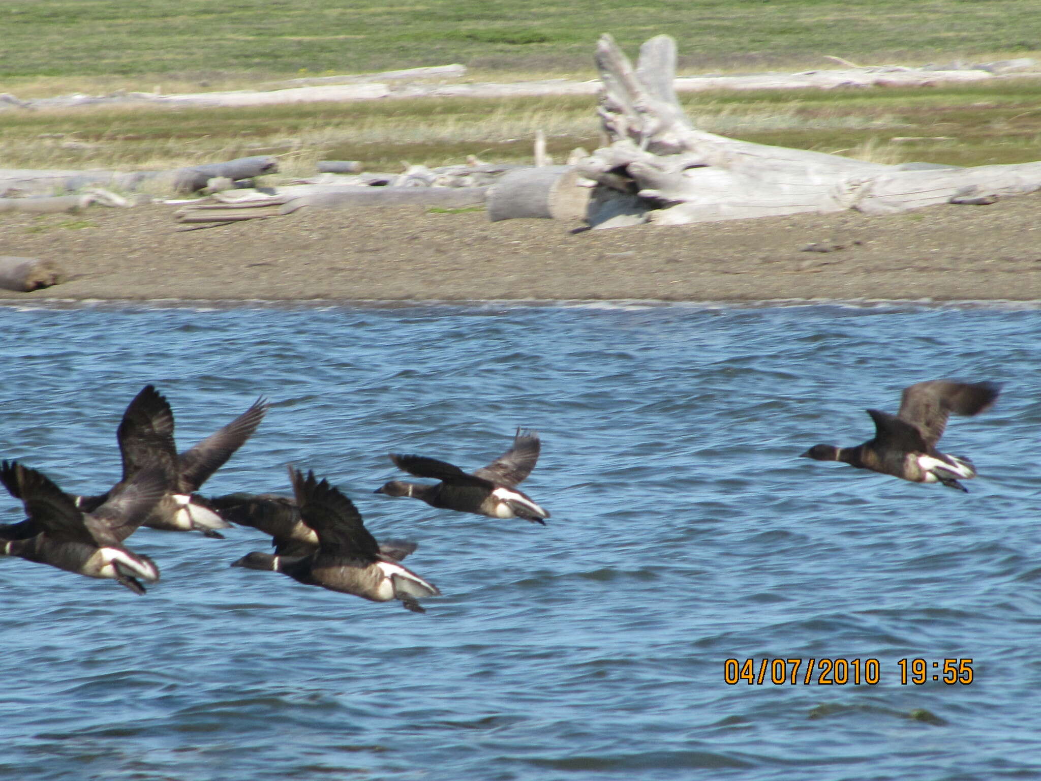 صورة Branta bernicla nigricans (Lawrence 1846)