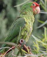 Image of Red-masked Conure