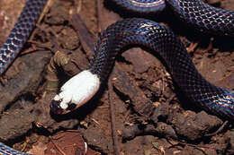 Image of Enuliophis McCranie & Villa 1993