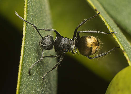 Plancia ëd Polyrhachis schoopae Forel 1902