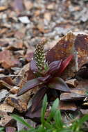 Image of Orostachys maximowiczii V. V. Byalt