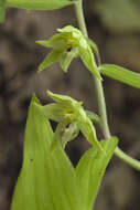 Image of Epipactis papillosa Franch. & Sav.