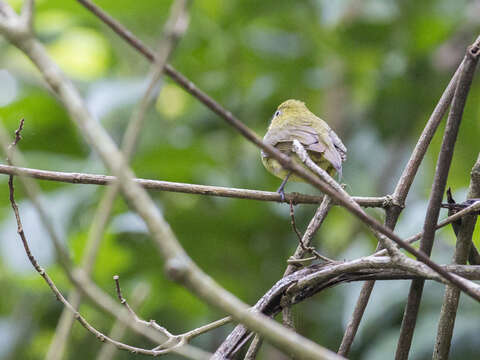 Image of Wire-tailed Manakin