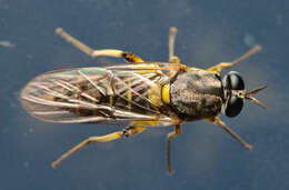 Image of Drab Wood Soldier Fly
