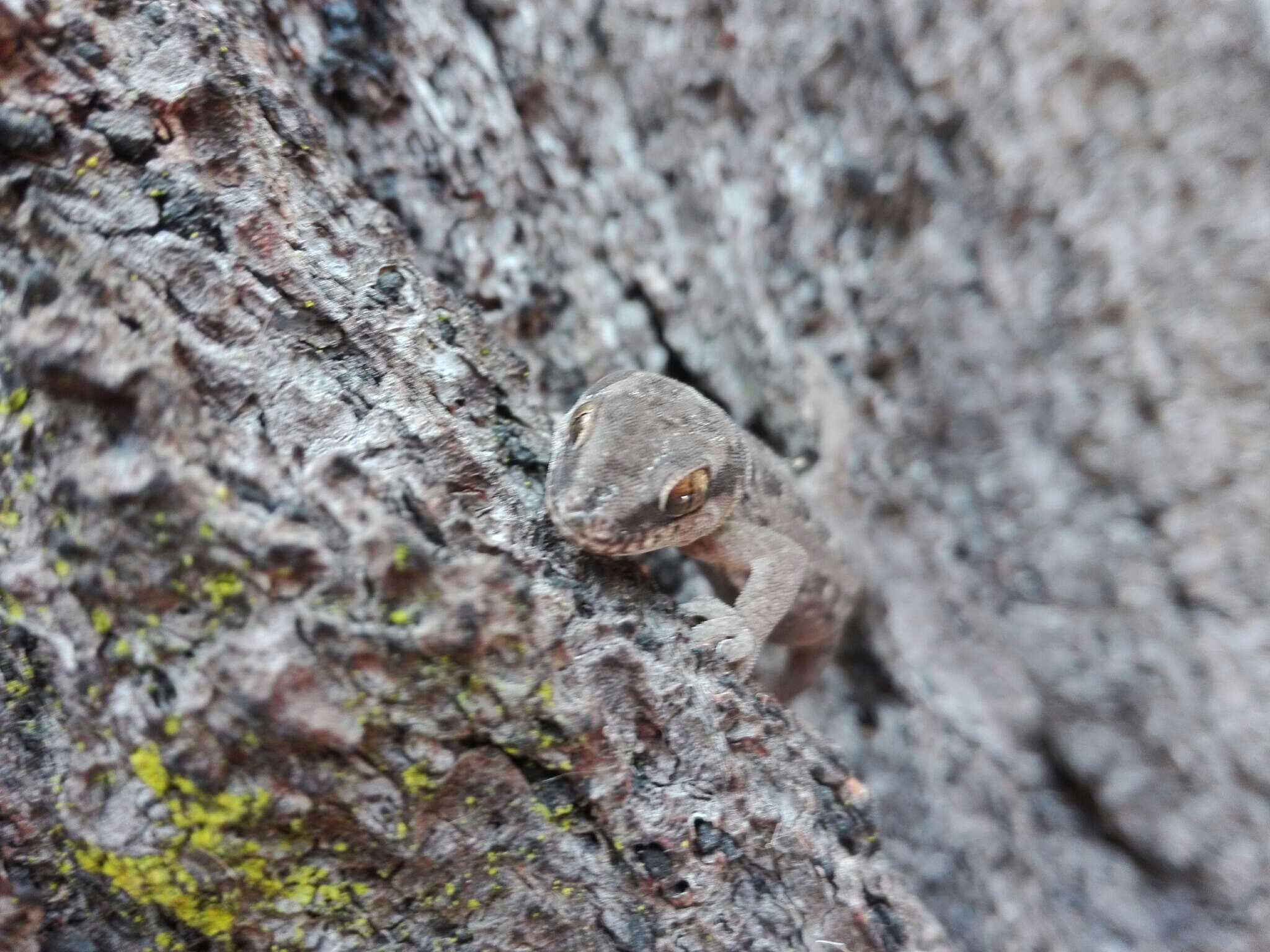 Image of Spotted Gecko