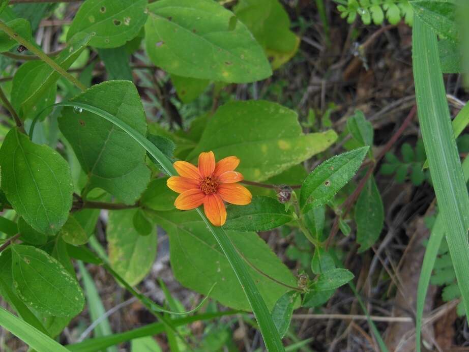 Plancia ëd Wedelia purpurea (Greenm.) B. L. Turner