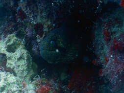 Image of Black cheek moray