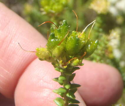 Image of Agathosma apiculata E. Mey. ex Bartl. & Wendl. fil.