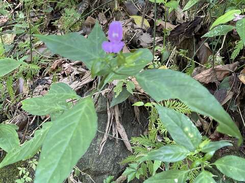 Image of Dicliptera tinctoria