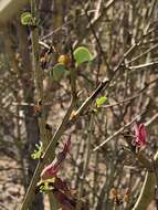 Image of Blue-leaf bauhinia