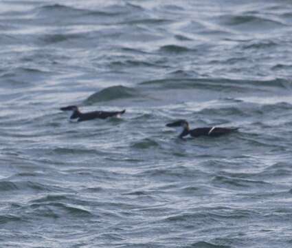 Image of Lesser auk