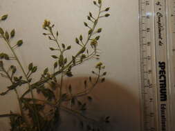 Rorippa palustris subsp. hispida (Desv.) Jonsell的圖片