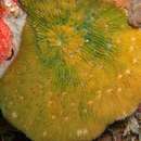Image of bracket coral