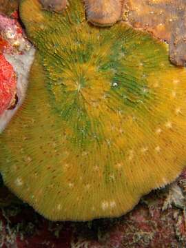 Image of bracket coral