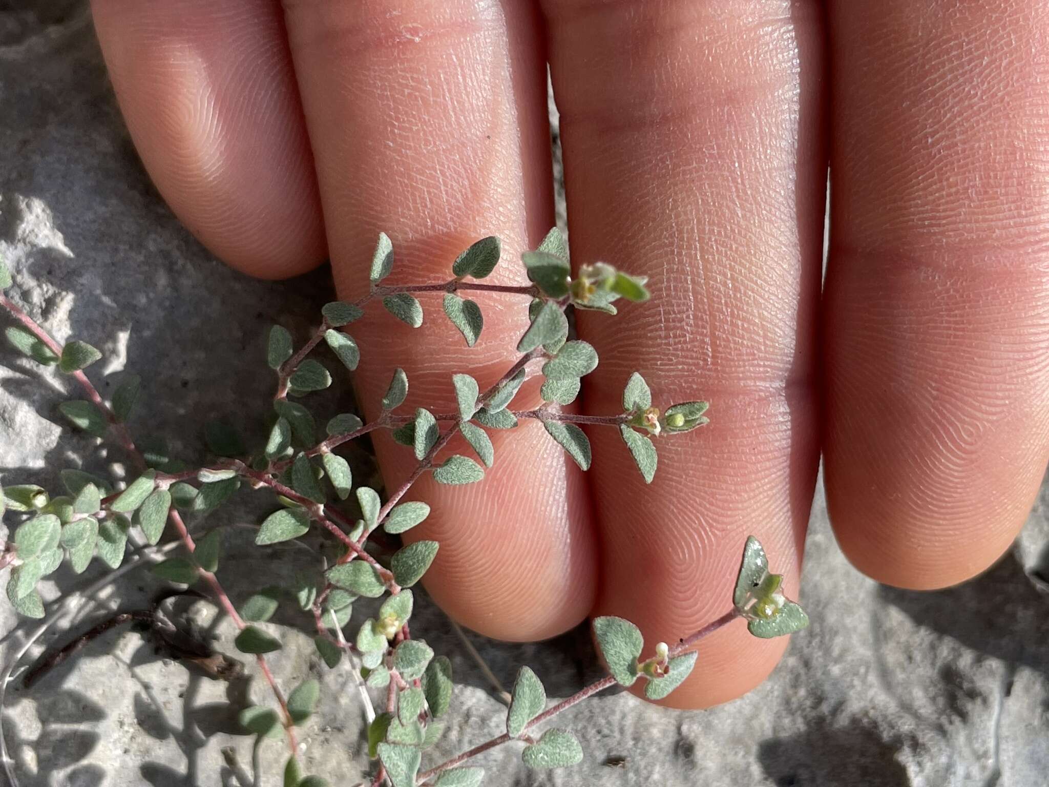 Image of Wedge spurge