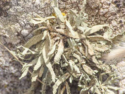 Image of cartilage lichen