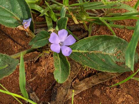 Sivun Brunoniella australis (Cav.) Bremek. kuva