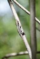 Imagem de Anolis angusticeps Hallowell 1856