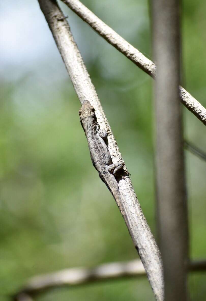 Imagem de Anolis angusticeps Hallowell 1856