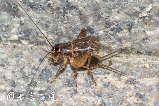 Image of Velarifictorus (Velarifictorus) aspersus (Walker & F. 1869)