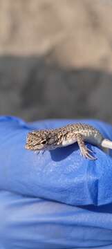 Image of Tschudi's Pacific Iguana