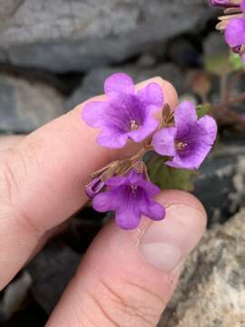 Phacelia pulchella A. Gray resmi