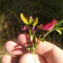 Imagem de Tephrosia grandiflora (Aiton) Pers.