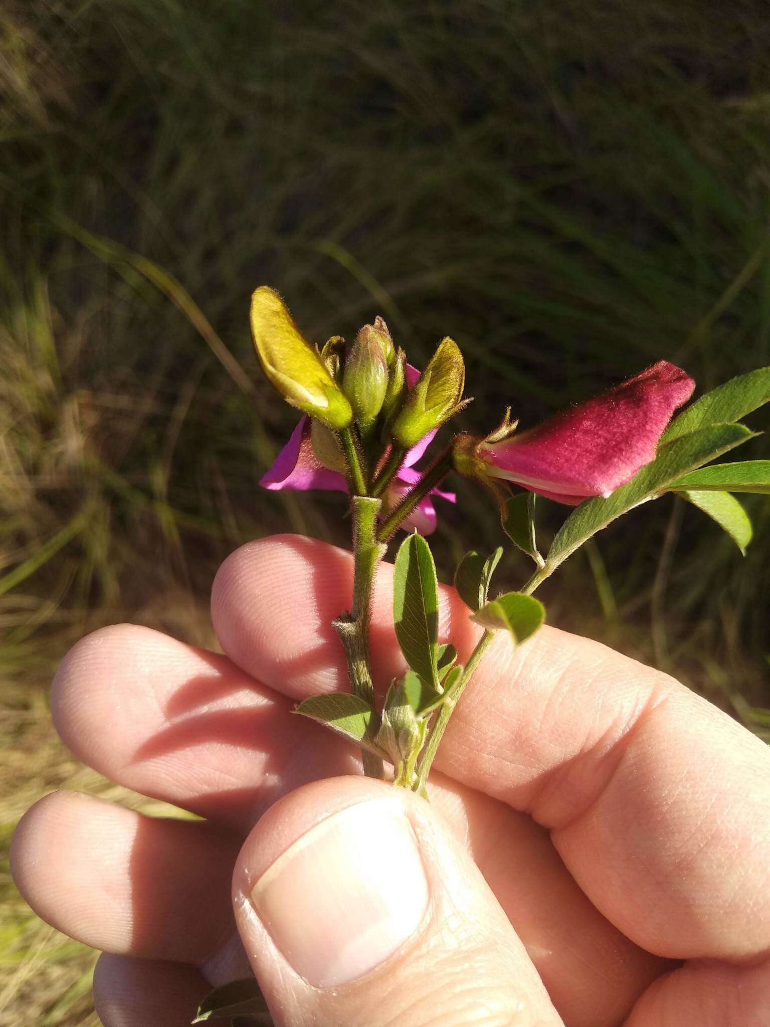 Image of Tephrosia grandiflora (Aiton) Pers.