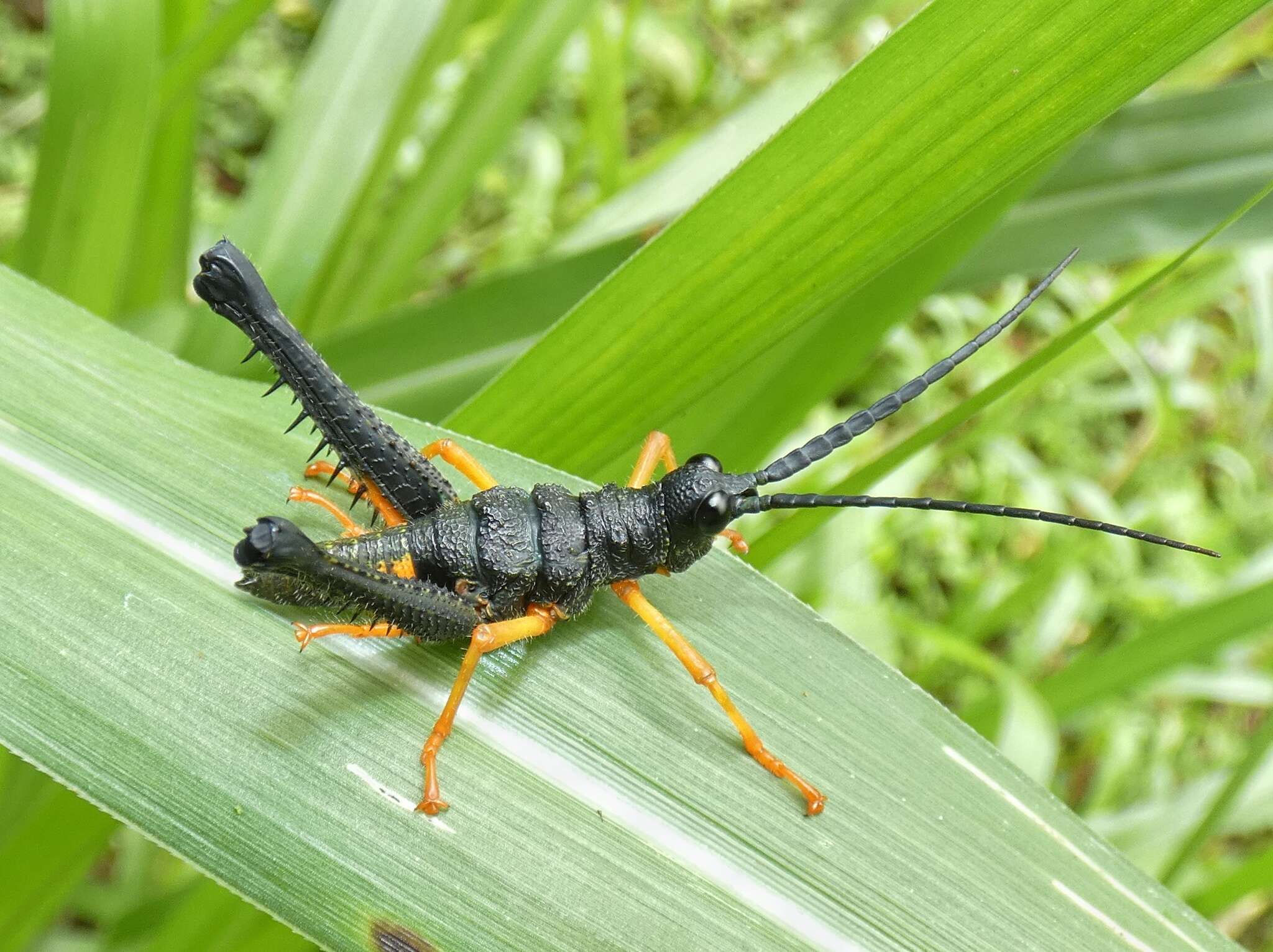 Piezops ensicornis (Stål 1878)的圖片