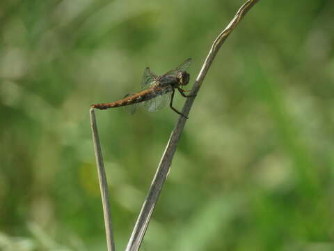 Image of Orthemis nodiplaga Karsch 1891